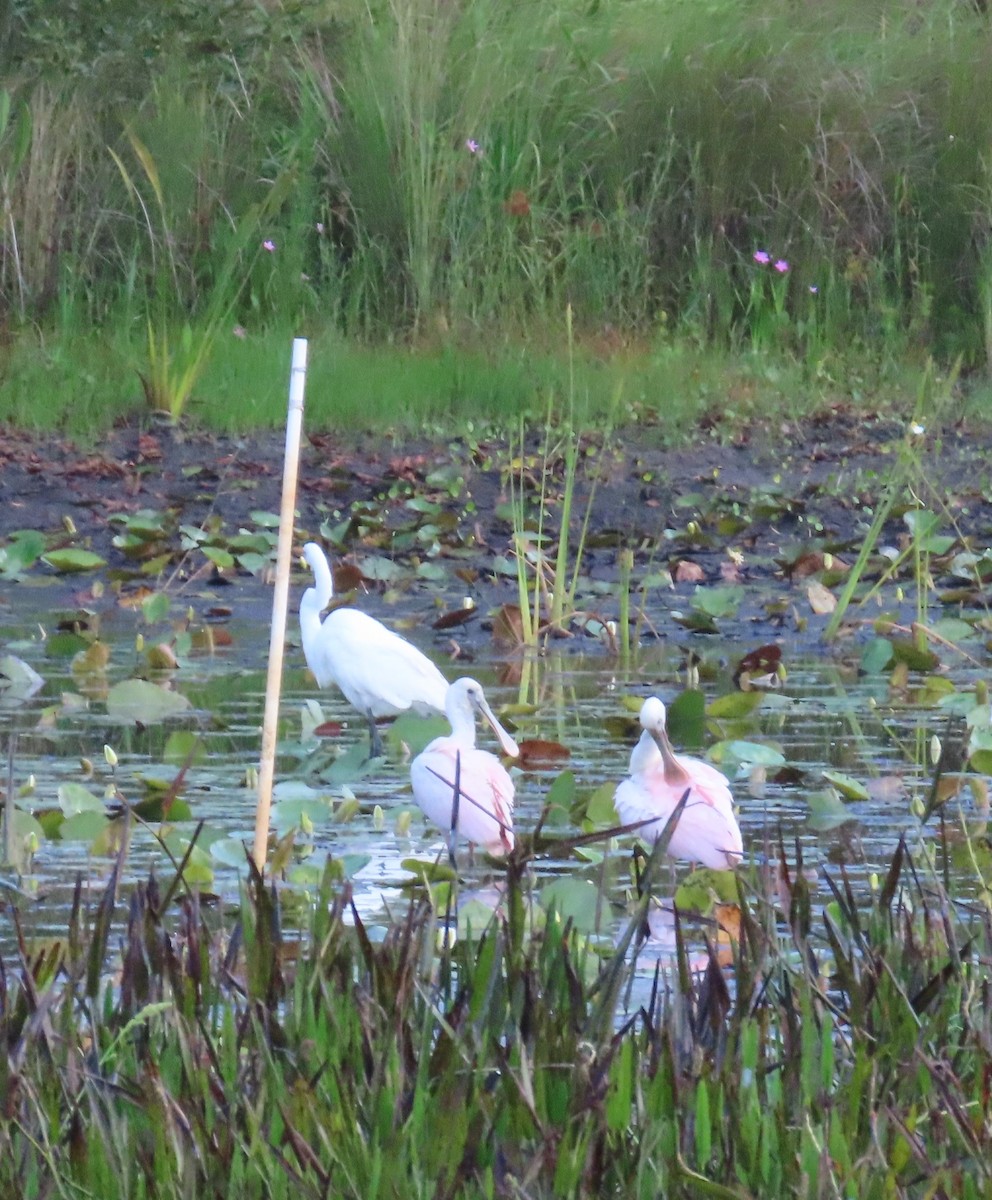 Roseate Spoonbill - ML620259785