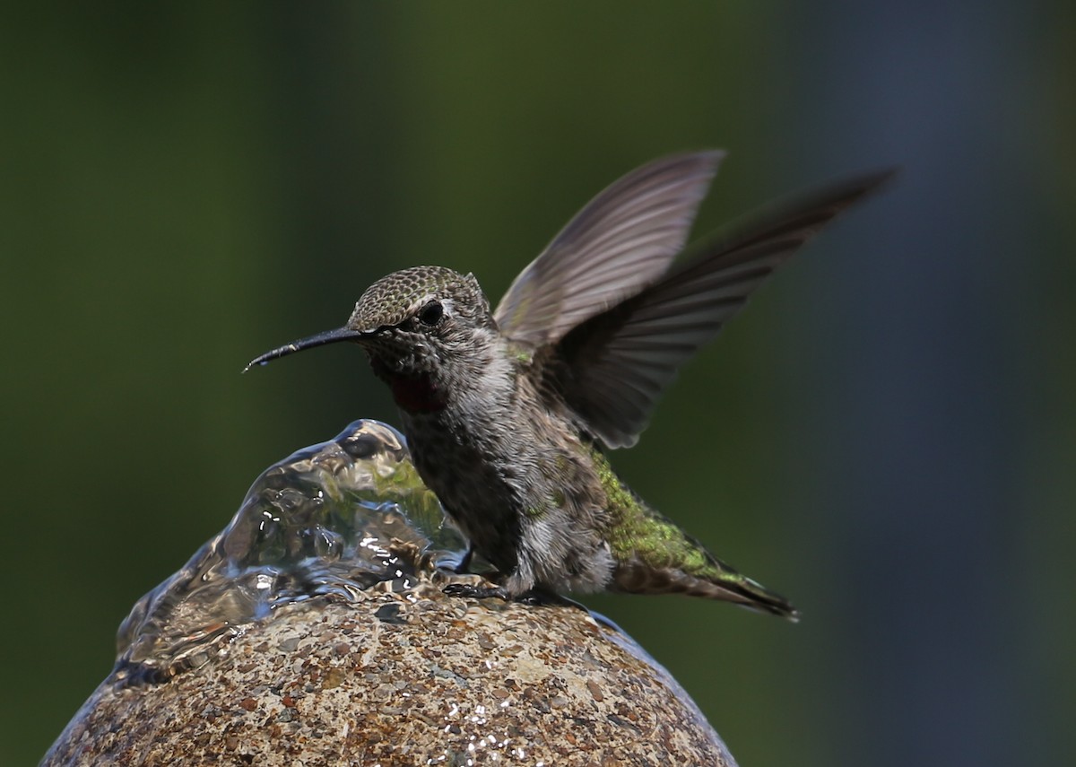 Anna's Hummingbird - ML620259804