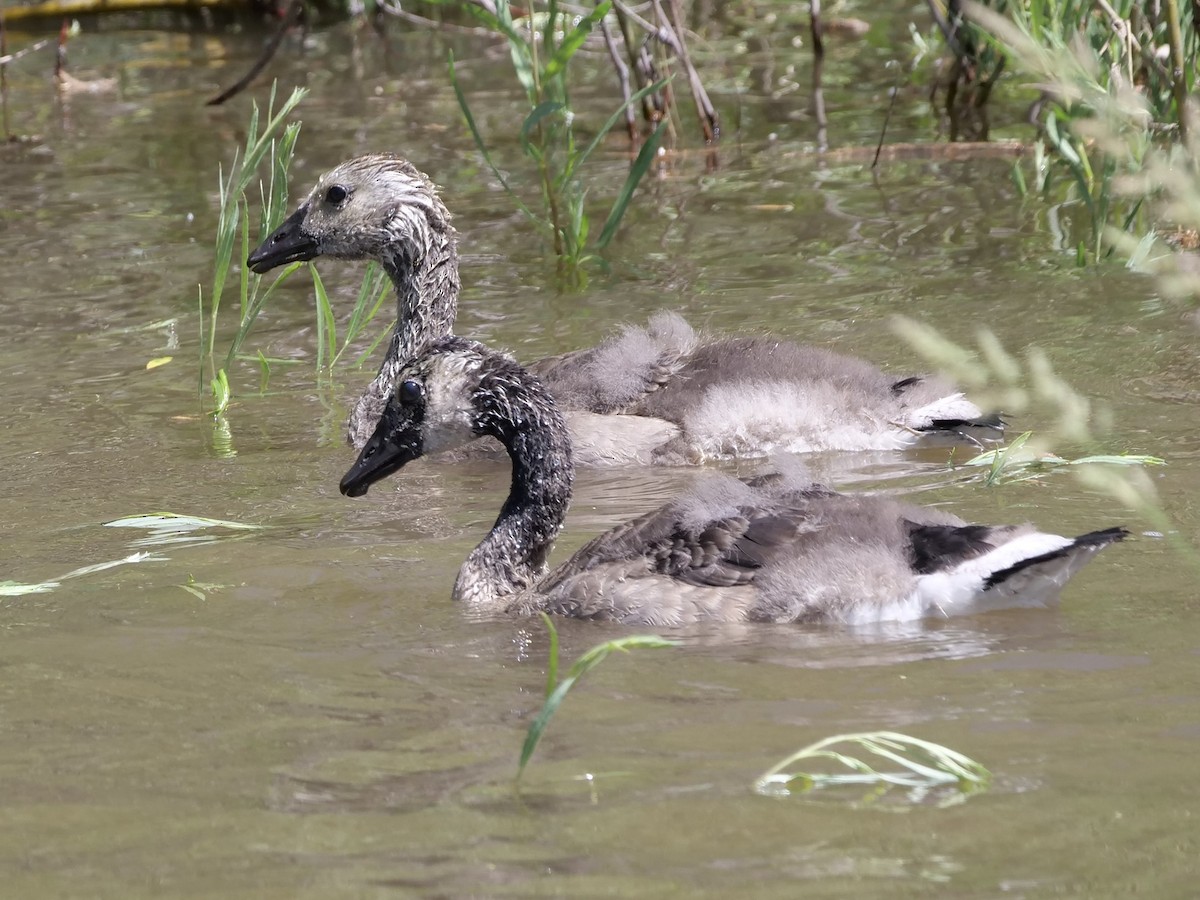 Canada Goose - ML620259822