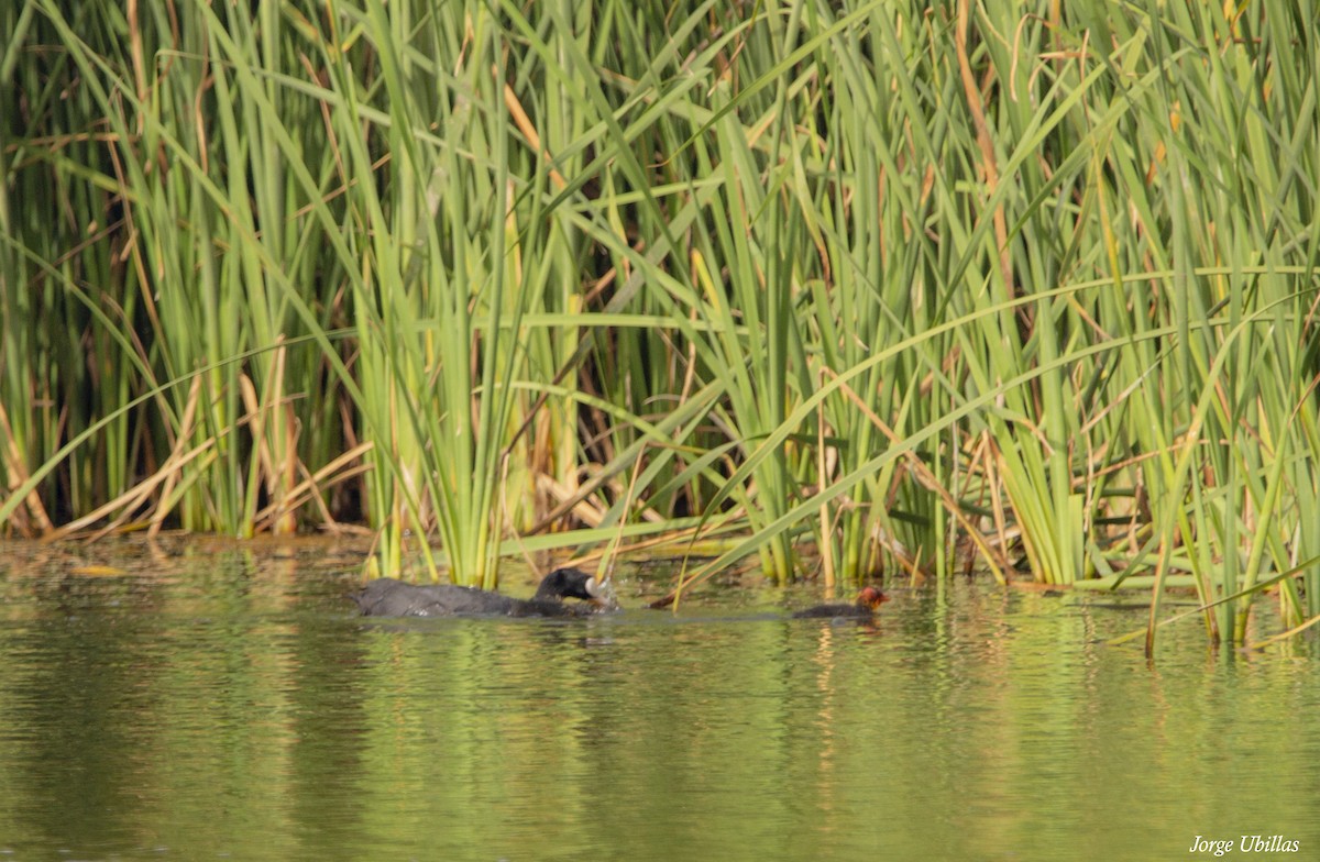 Eurasian Coot - ML620259825