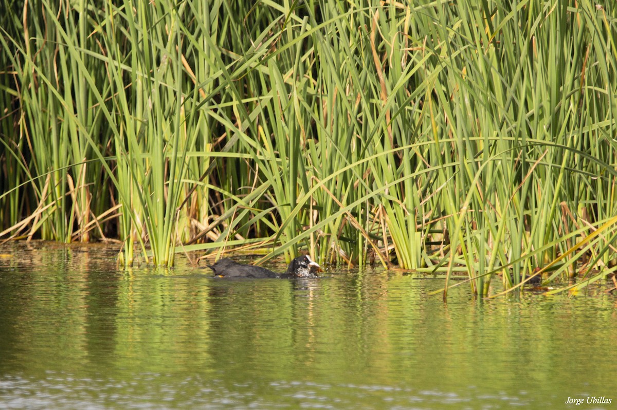 Eurasian Coot - ML620259828