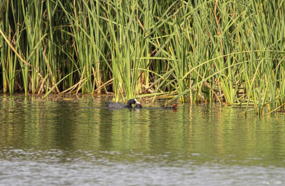 Eurasian Coot - ML620259831