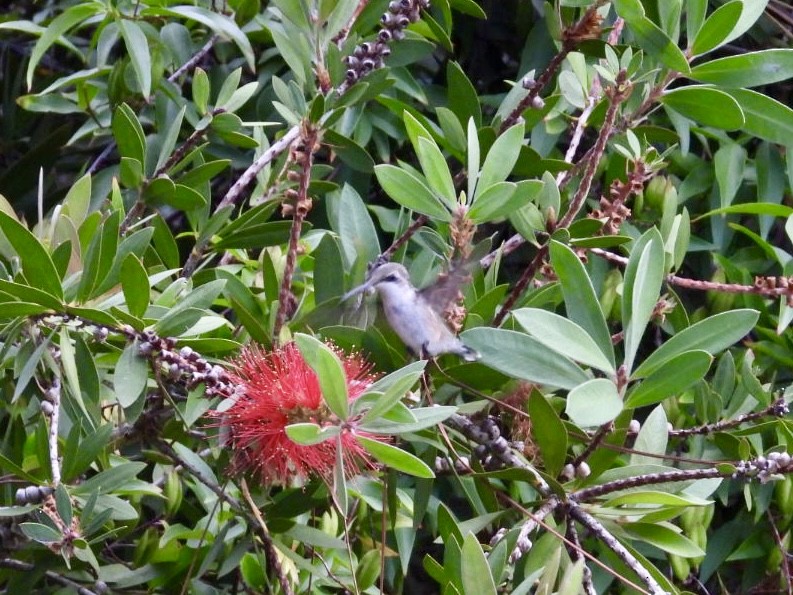 Ruby-throated Hummingbird - ML620259834