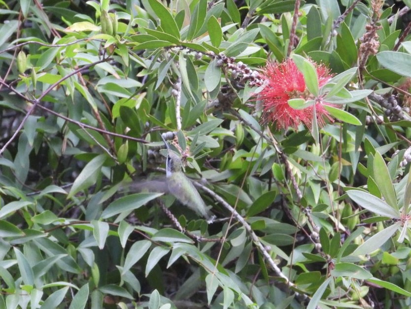 Ruby-throated Hummingbird - ML620259835