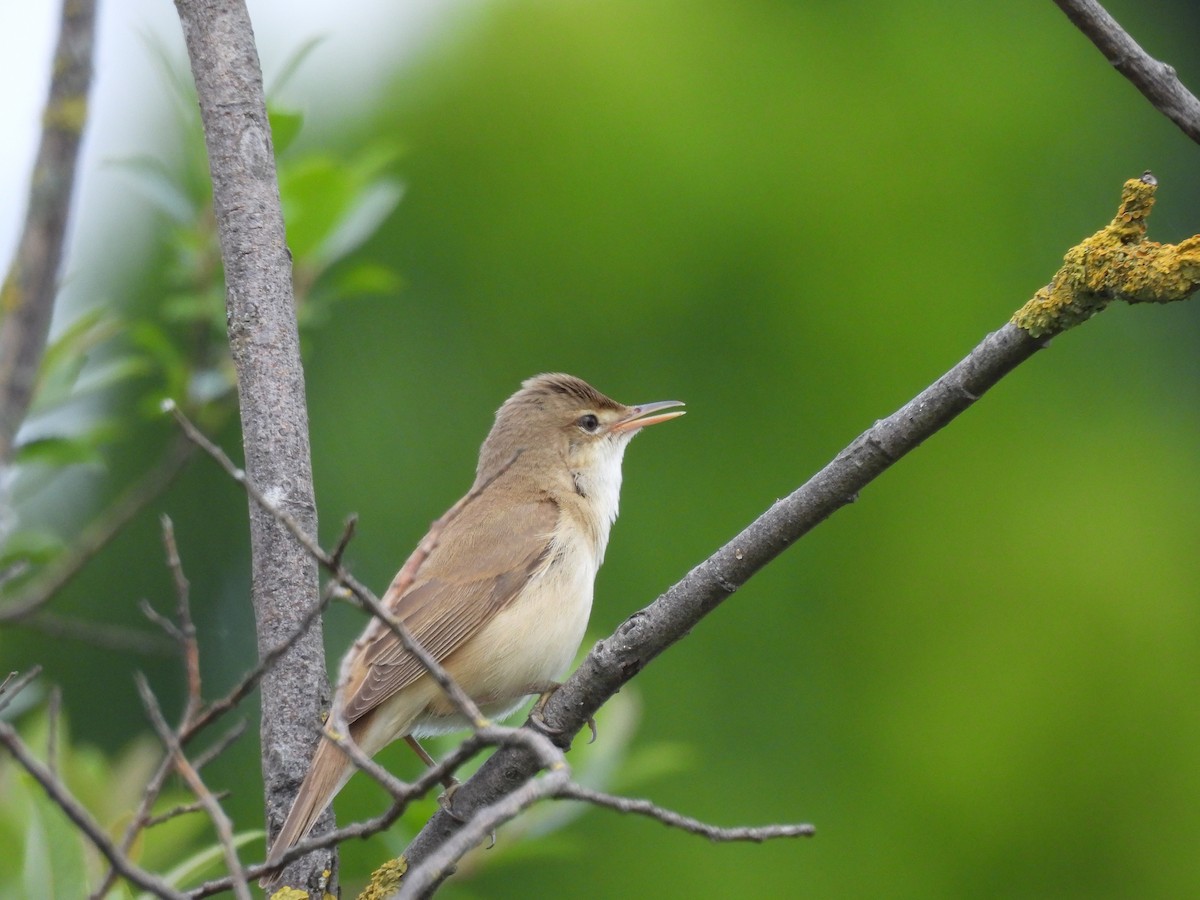 Common Reed Warbler - ML620259836