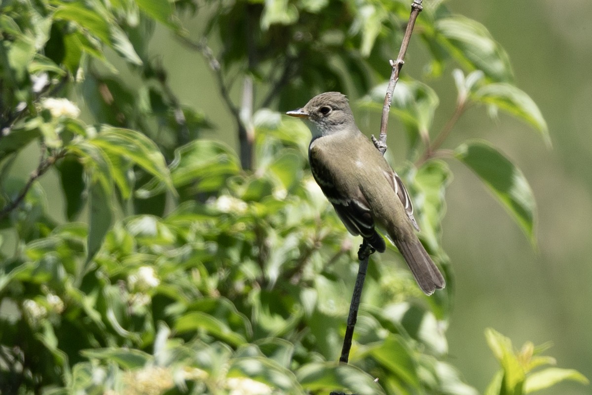 Willow Flycatcher - ML620259837