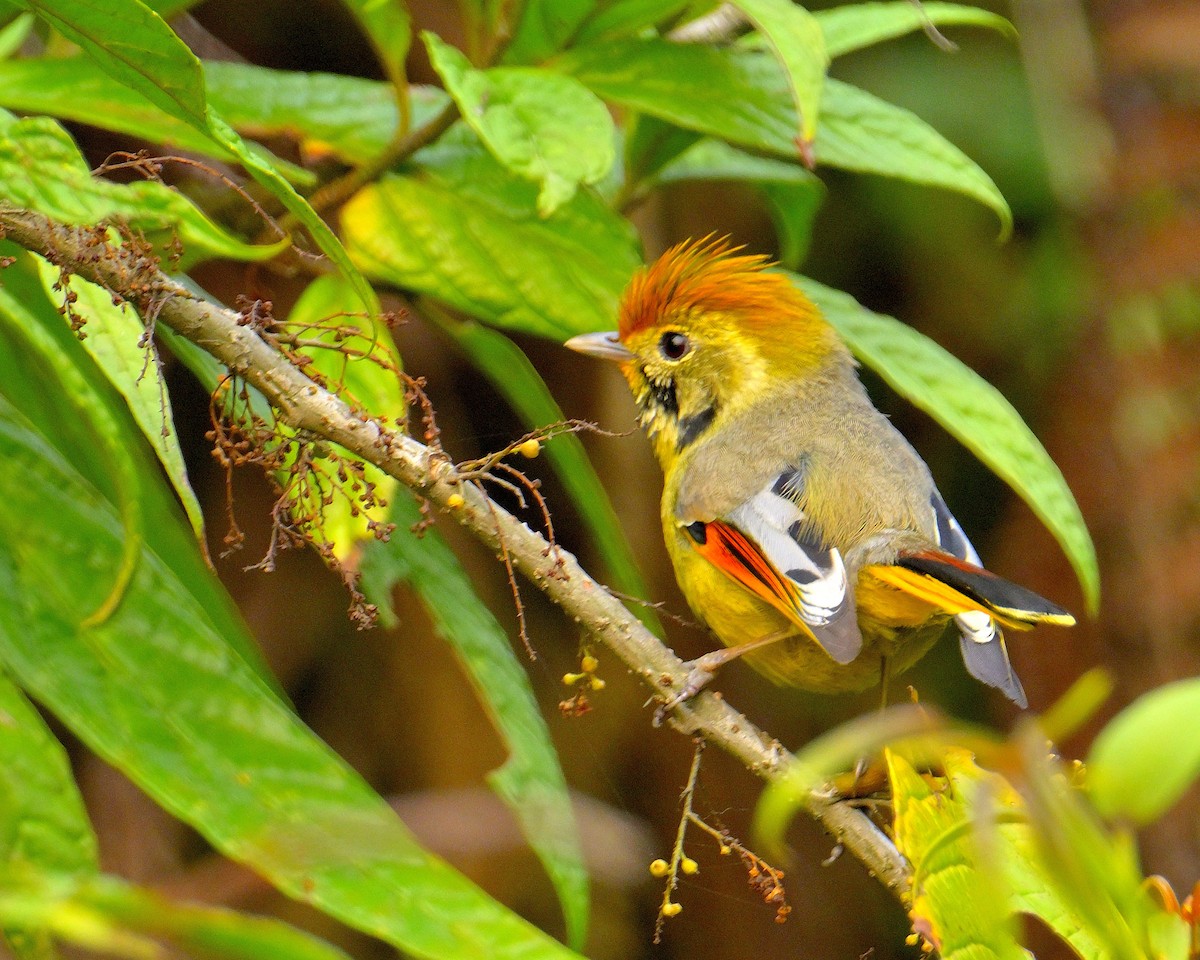 Chestnut-tailed Minla - ML620259854