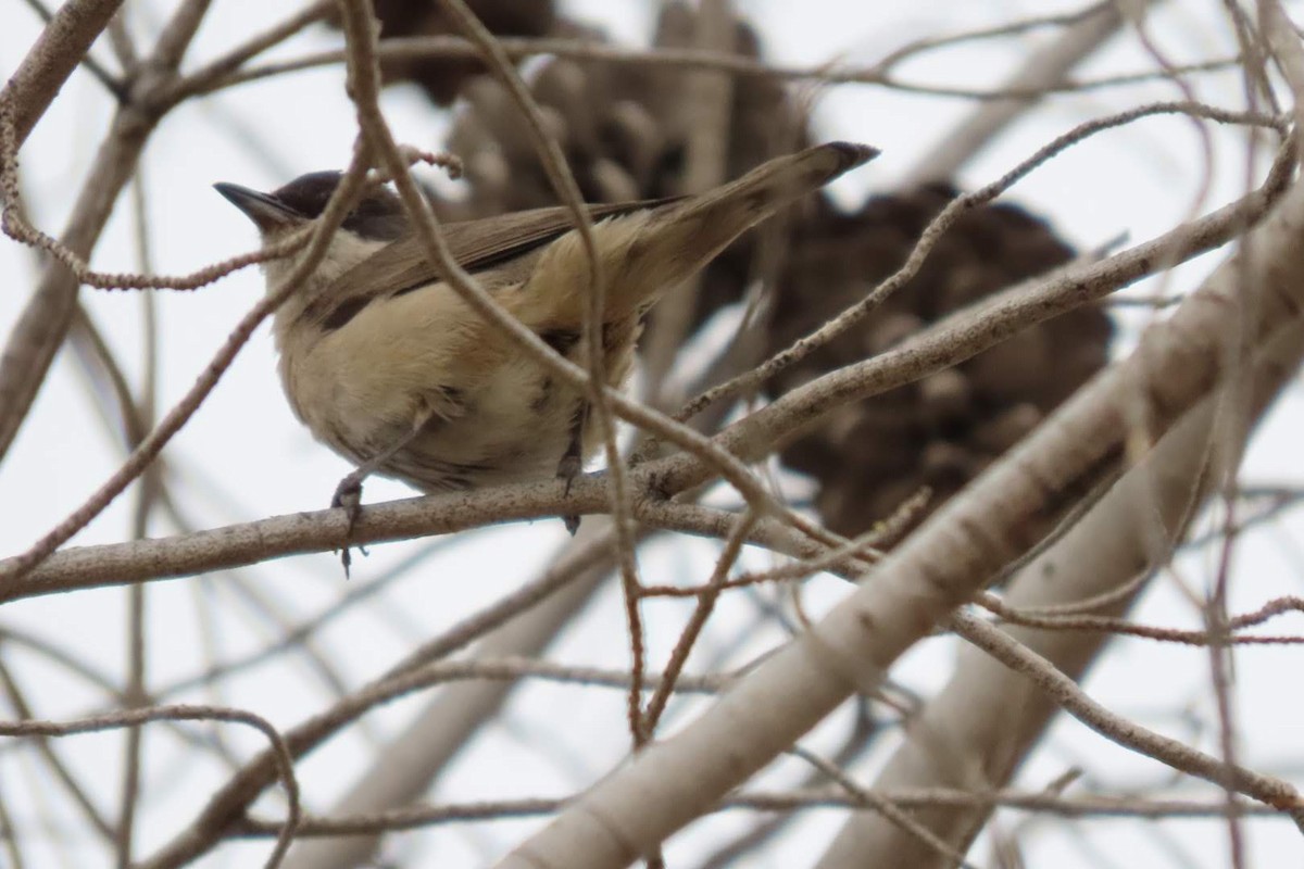 Western Orphean Warbler - Rosa Benito Madariaga