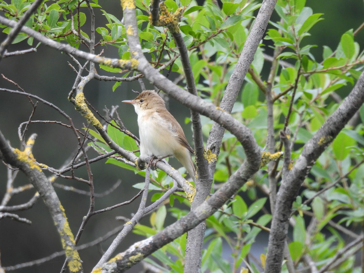 Common Reed Warbler - ML620259870