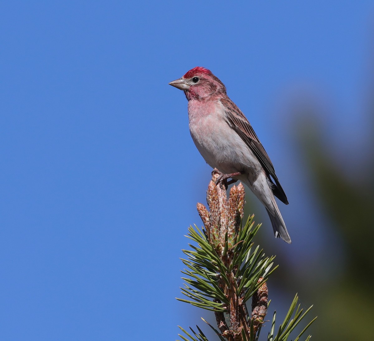 Cassin's Finch - ML620259872