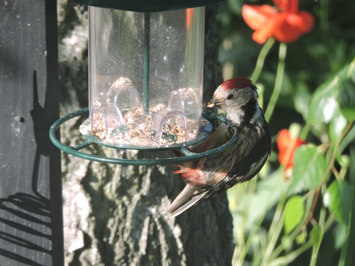 Middle Spotted Woodpecker - ML620259875