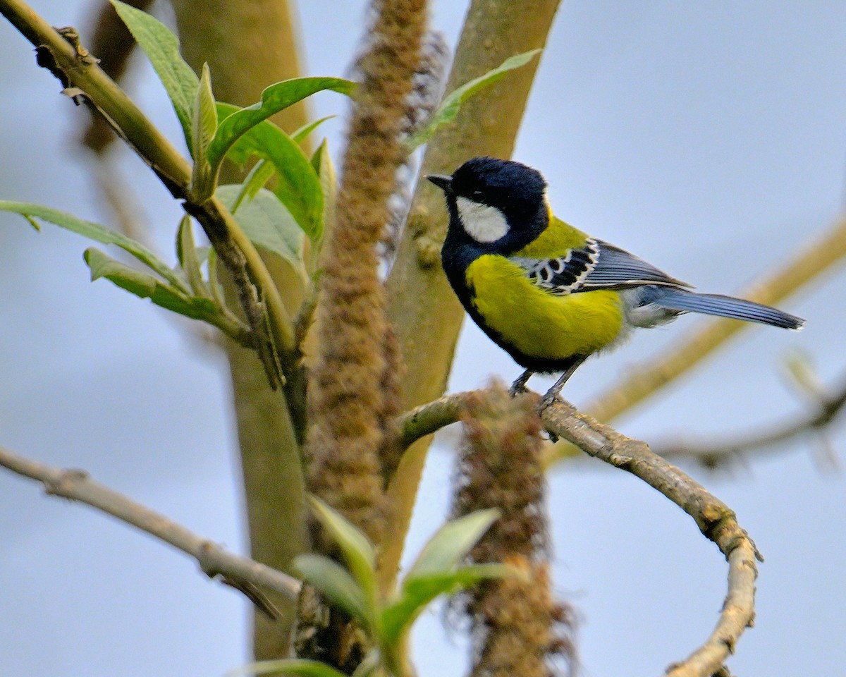 Green-backed Tit - ML620259878