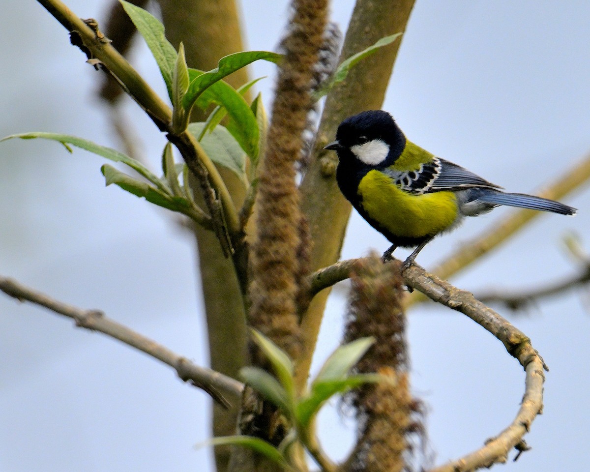Green-backed Tit - ML620259881