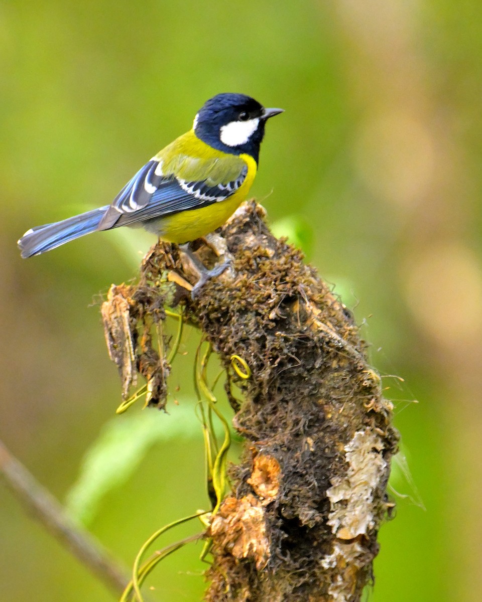 Green-backed Tit - ML620259883