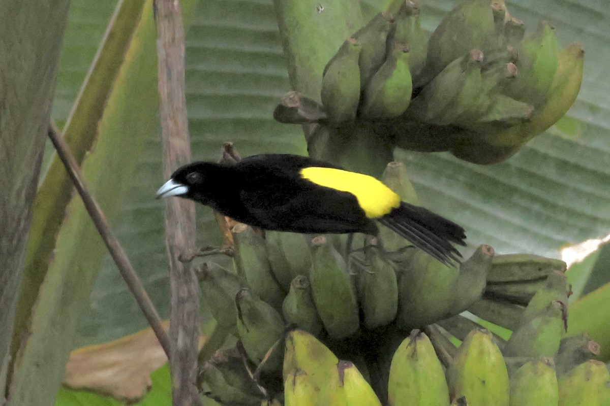 Flame-rumped Tanager - ML620259885