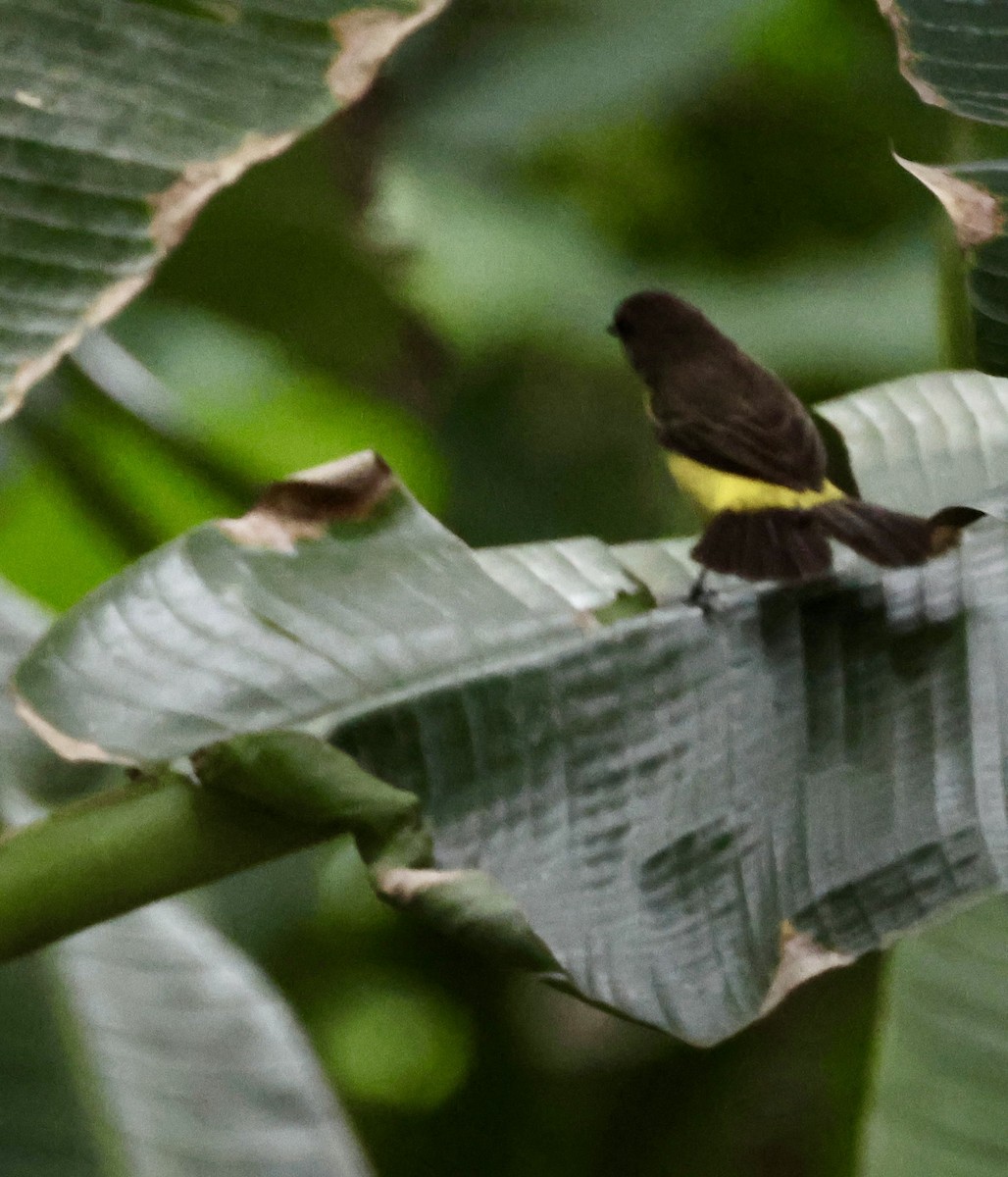 Flame-rumped Tanager - ML620259886