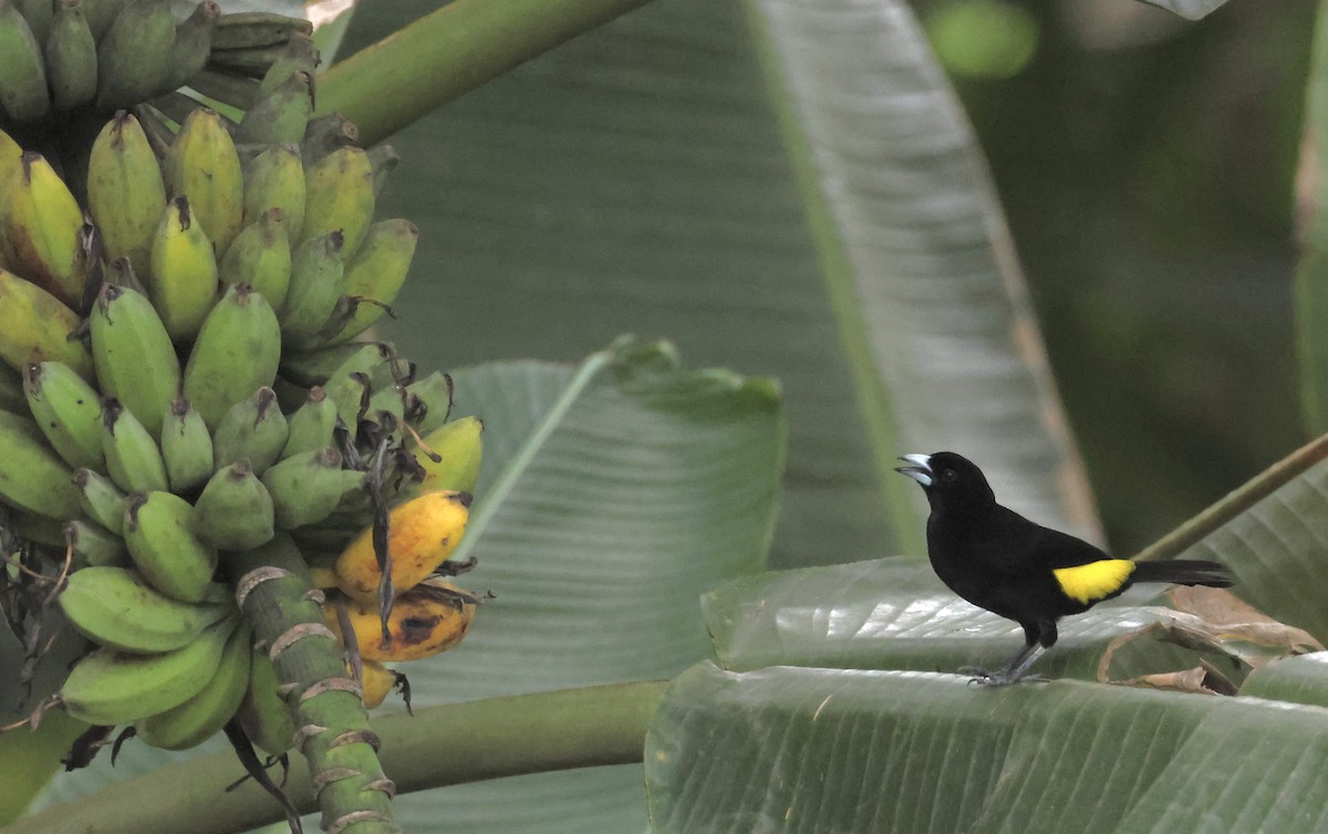 Flame-rumped Tanager - ML620259887