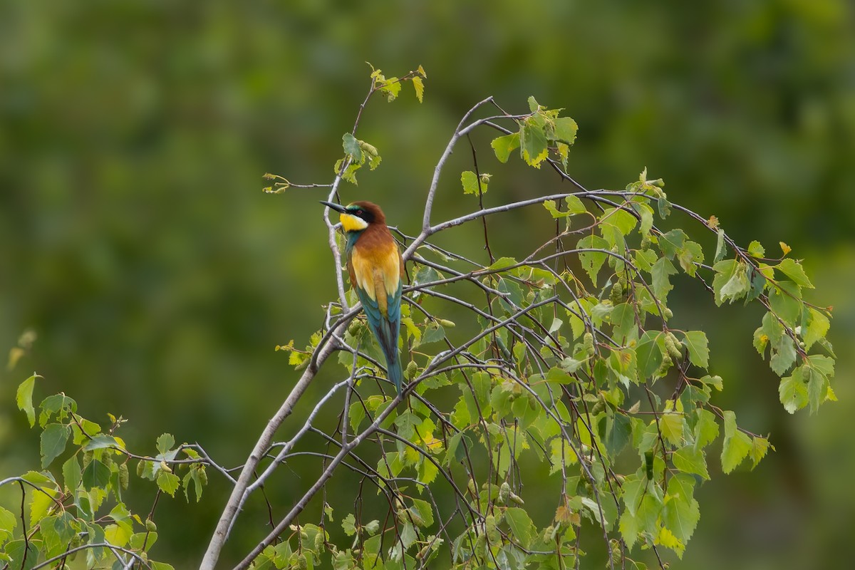 European Bee-eater - ML620259897