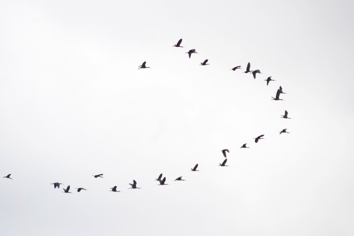 Glossy Ibis - ML620259899