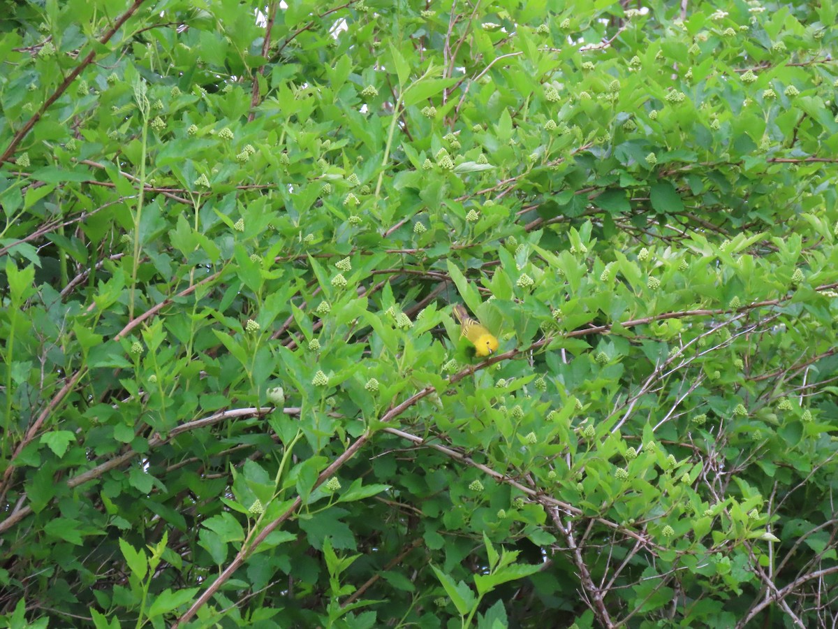 Yellow Warbler - ML620259901