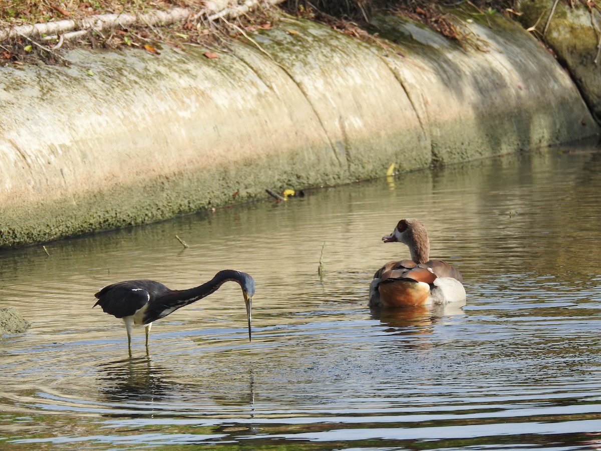 Egyptian Goose - ML620259906