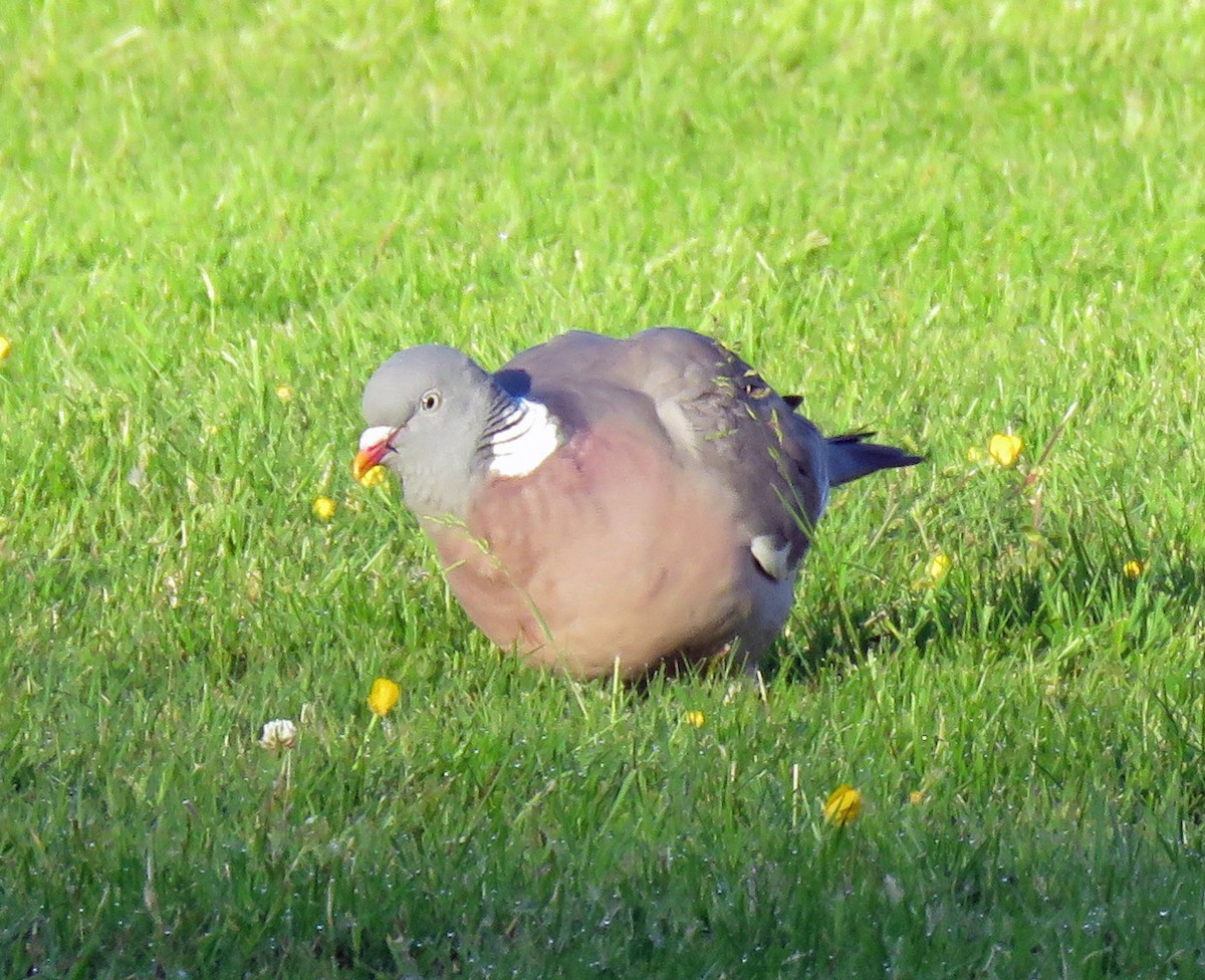 Common Wood-Pigeon (White-necked) - ML620259909