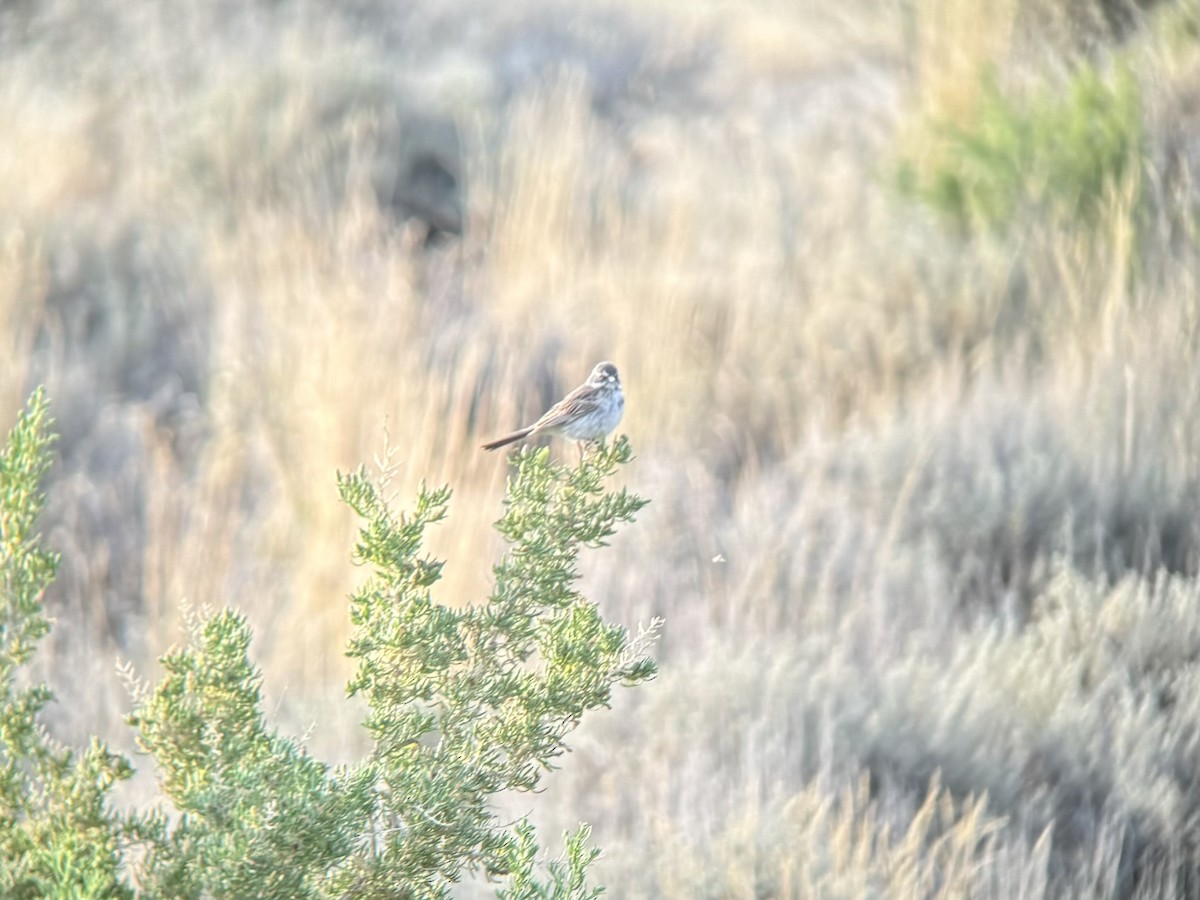 Sagebrush Sparrow - ML620259910