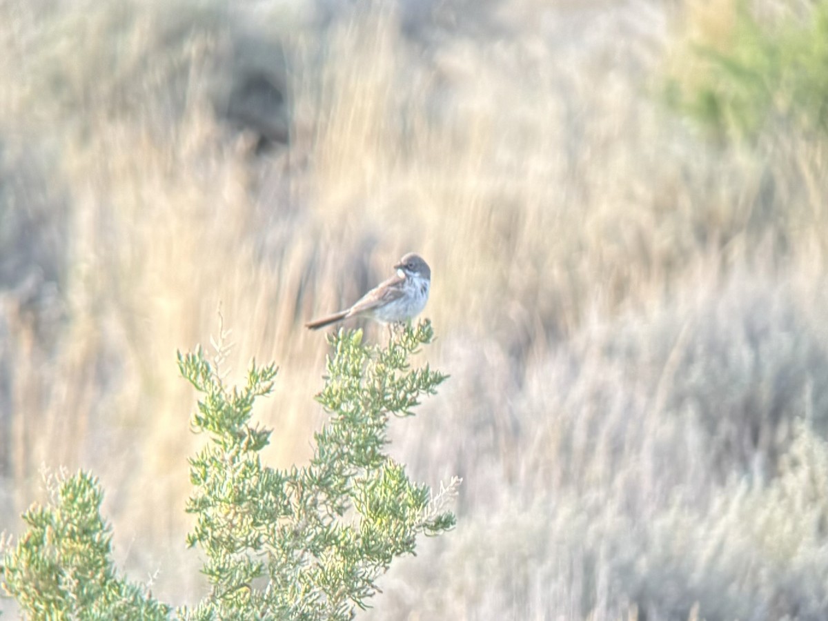 Sagebrush Sparrow - ML620259911