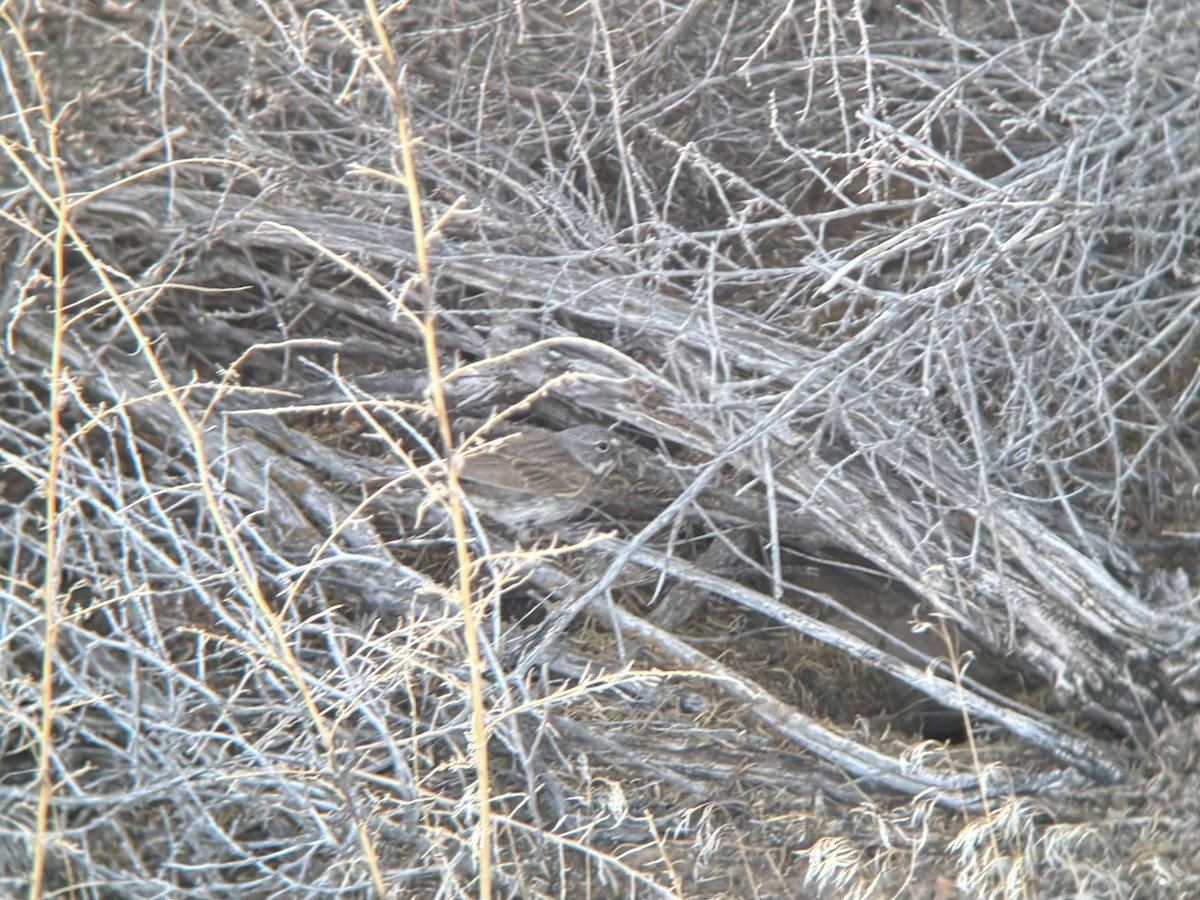 Sagebrush Sparrow - ML620259912