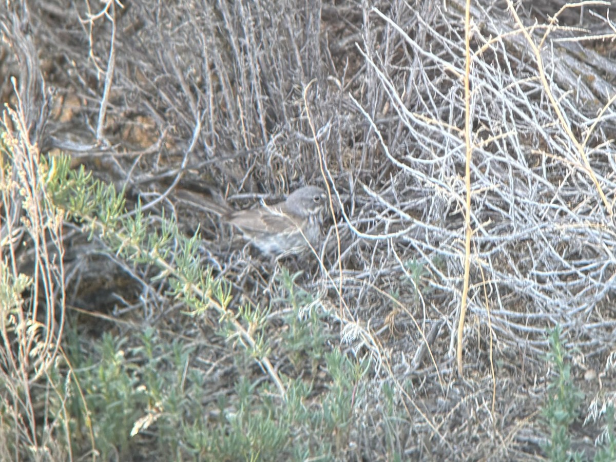 Sagebrush Sparrow - ML620259914