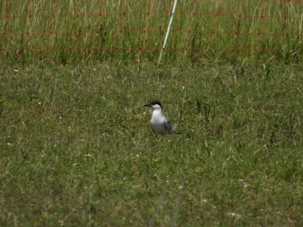 tern sp. - ML620259915