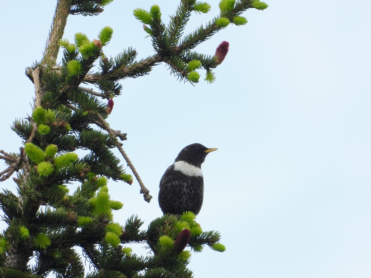 Ring Ouzel - ML620259920