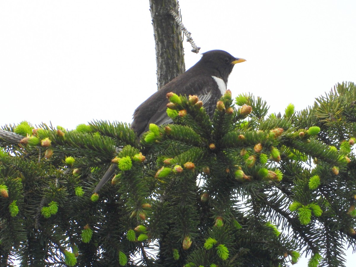 Ring Ouzel - ML620259921