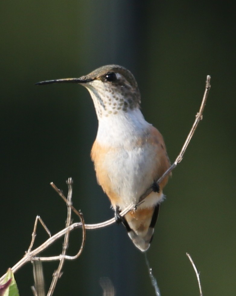 Rufous/Allen's Hummingbird - ML620259924