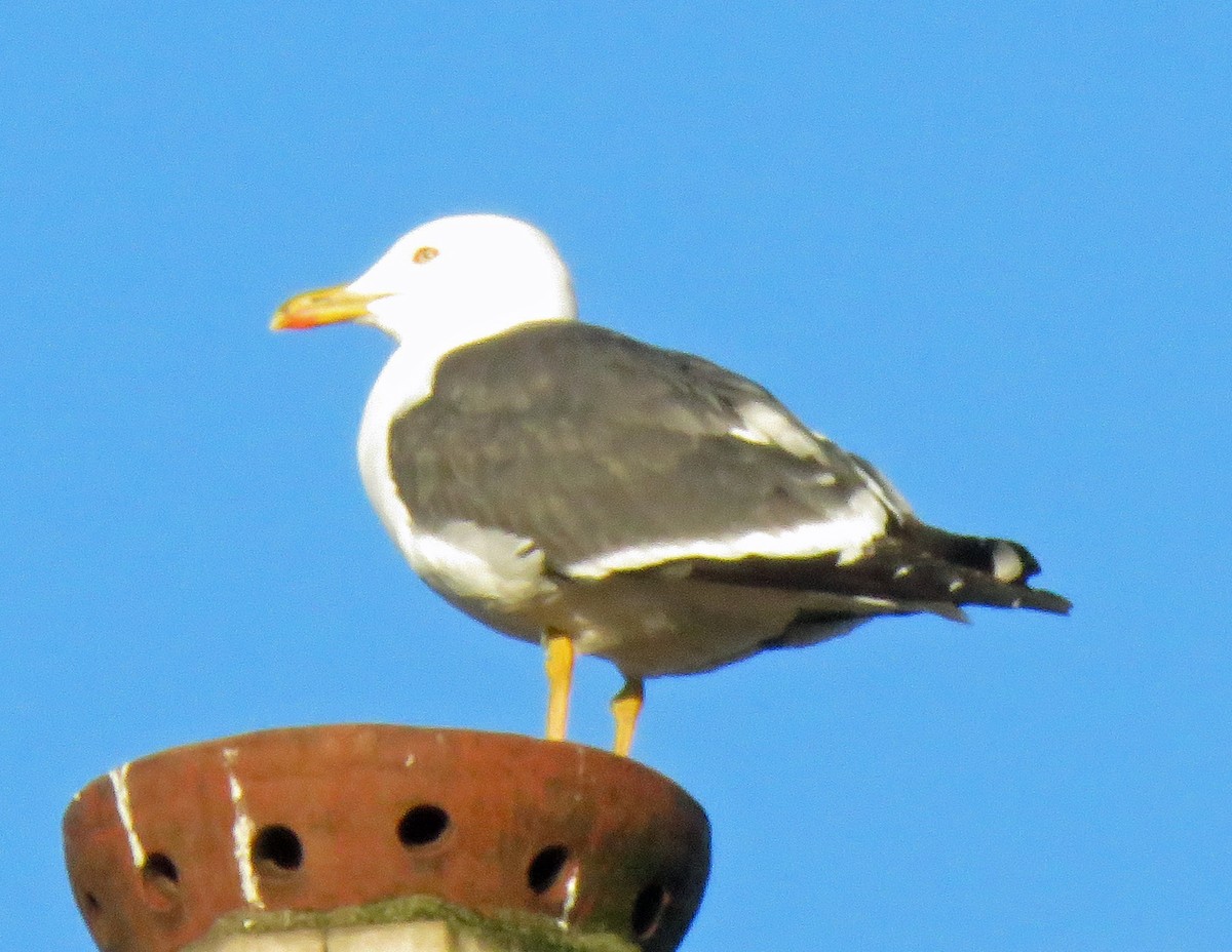 Gaviota Sombría - ML620259926