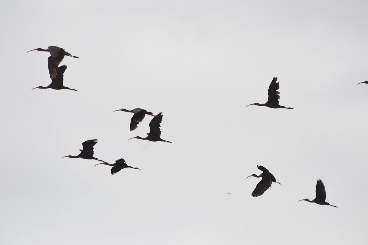 ibis hnědý - ML620259929