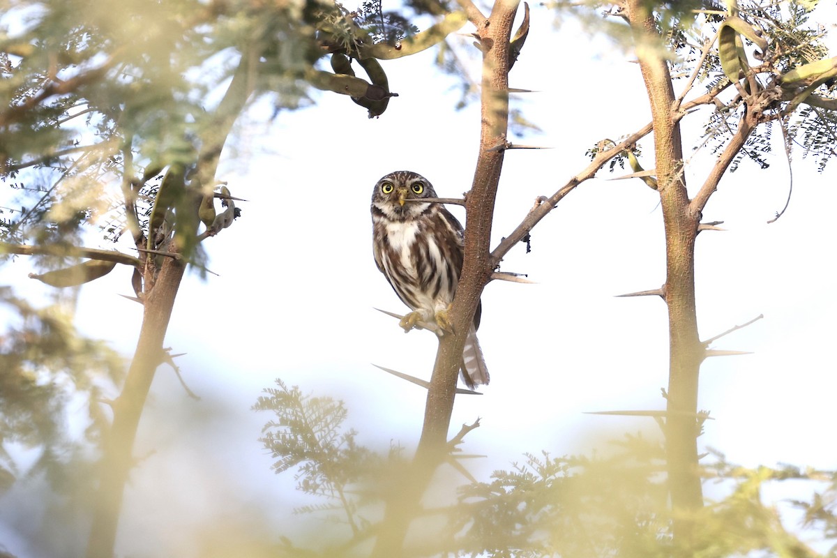 Peruvian Pygmy-Owl - Charles Davies