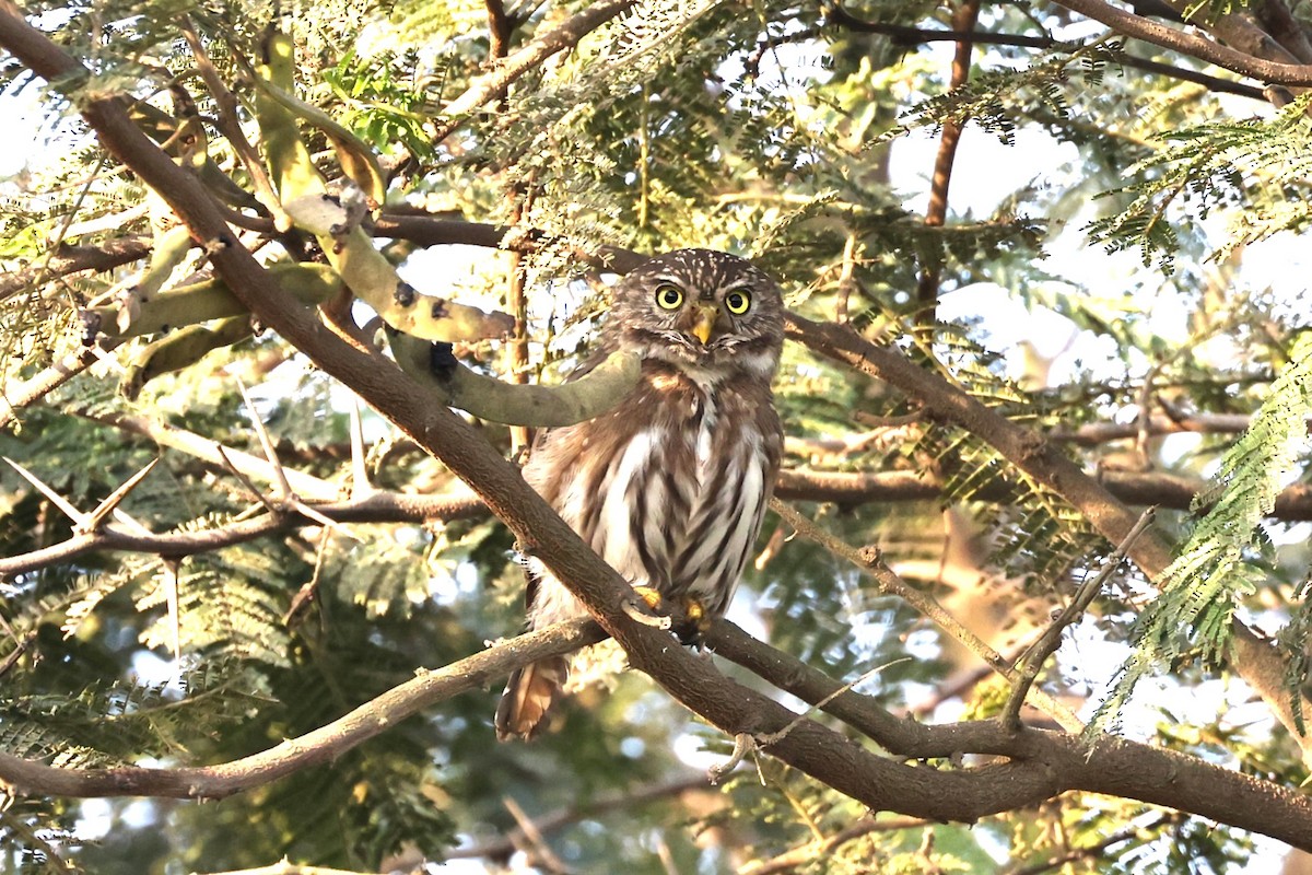 Peruvian Pygmy-Owl - ML620259937