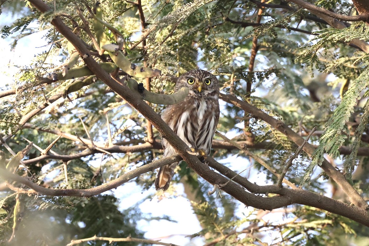 Peruvian Pygmy-Owl - ML620259938