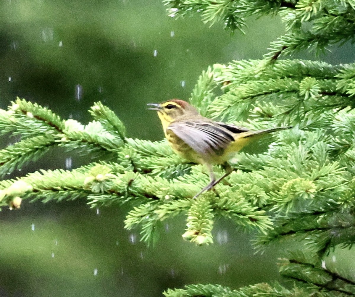 Palm Warbler - ML620259948