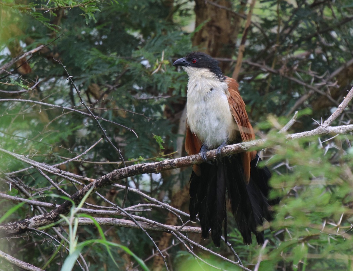 White-browed Coucal (Burchell's) - ML620259950