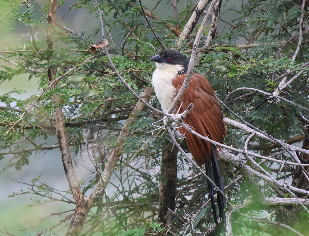 White-browed Coucal (Burchell's) - ML620259951