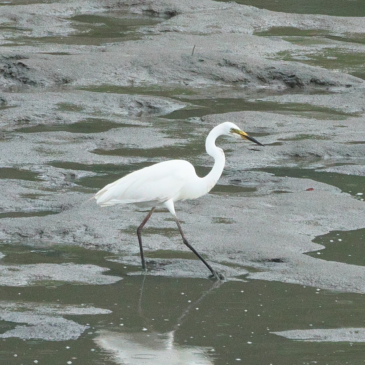 Medium Egret - ML620259954