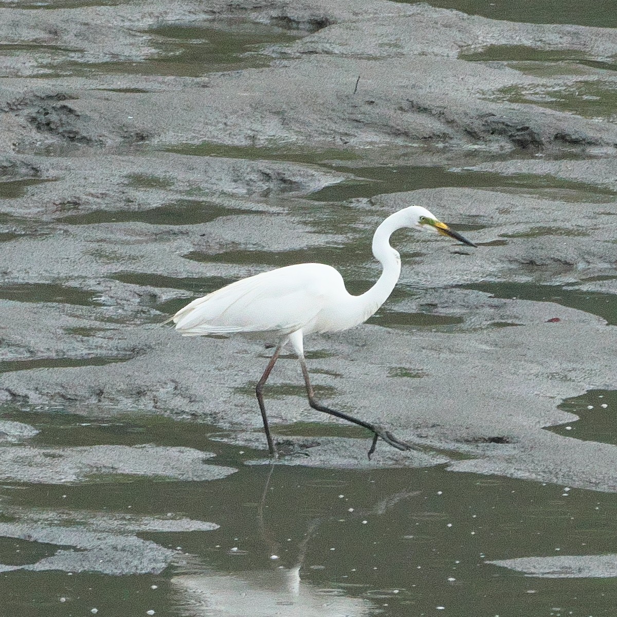 Medium Egret - ML620259955