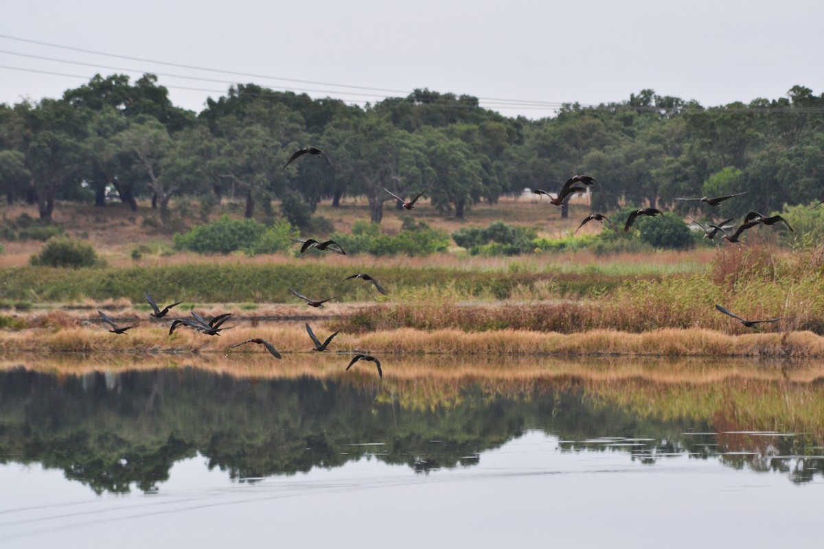 Glossy Ibis - ML620259957