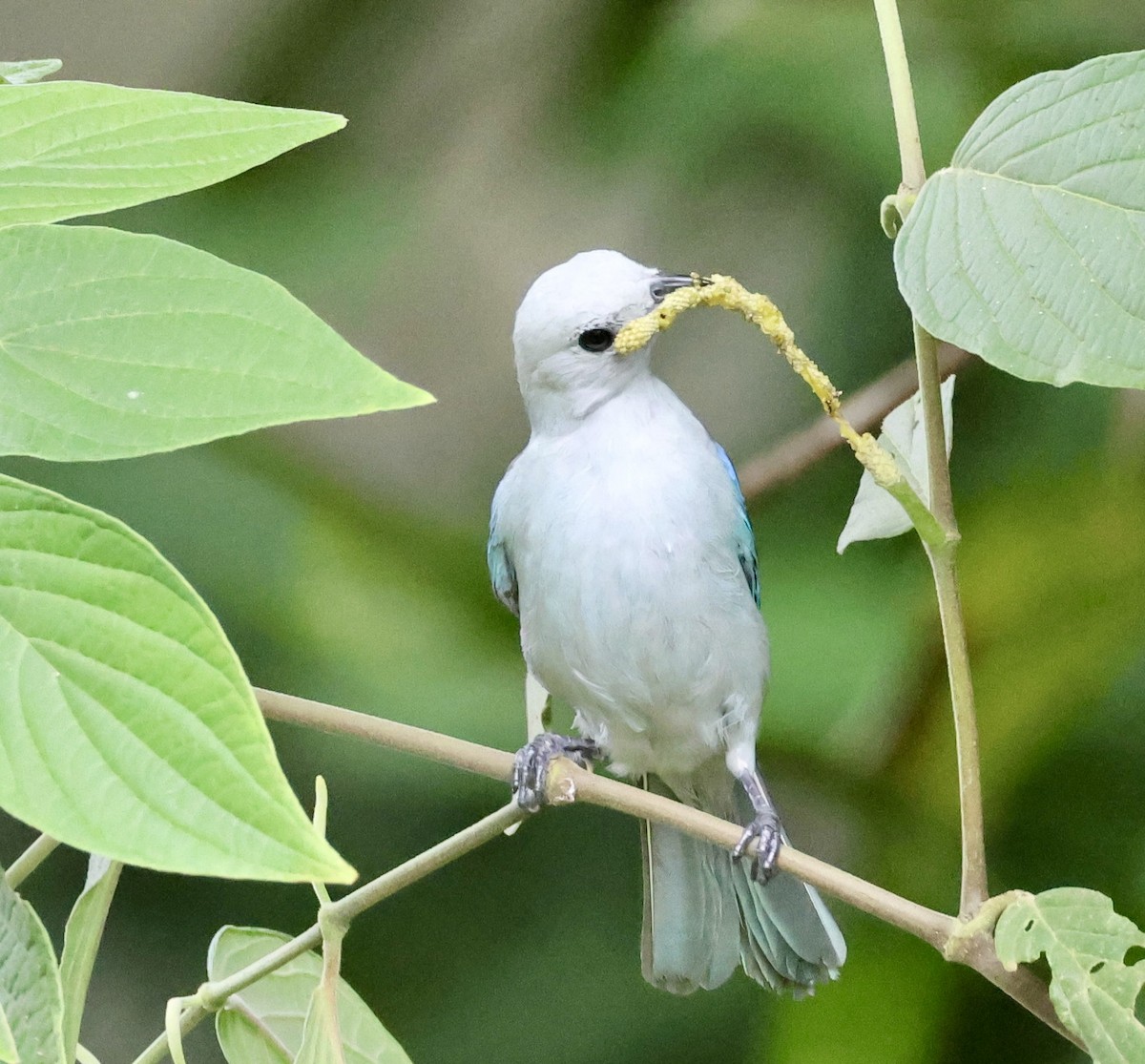 Blue-gray Tanager - ML620259961