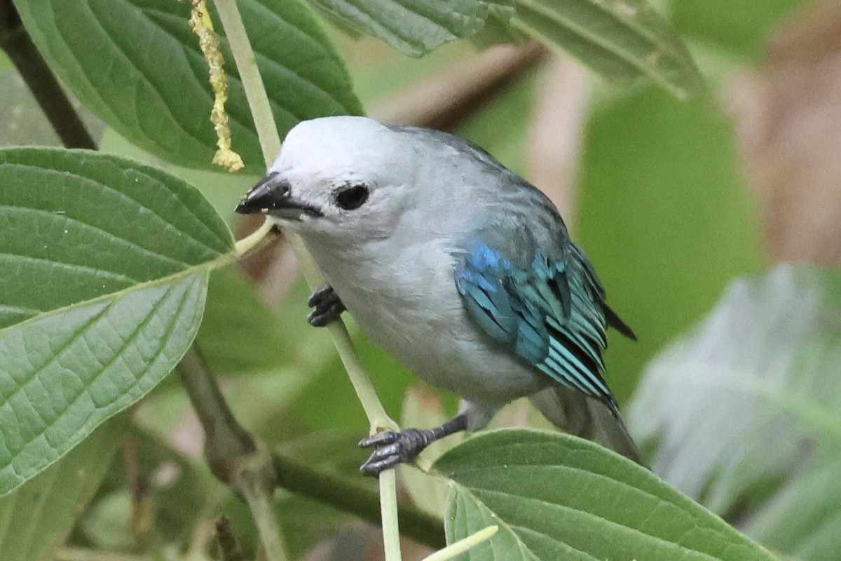 Blue-gray Tanager - ML620259962