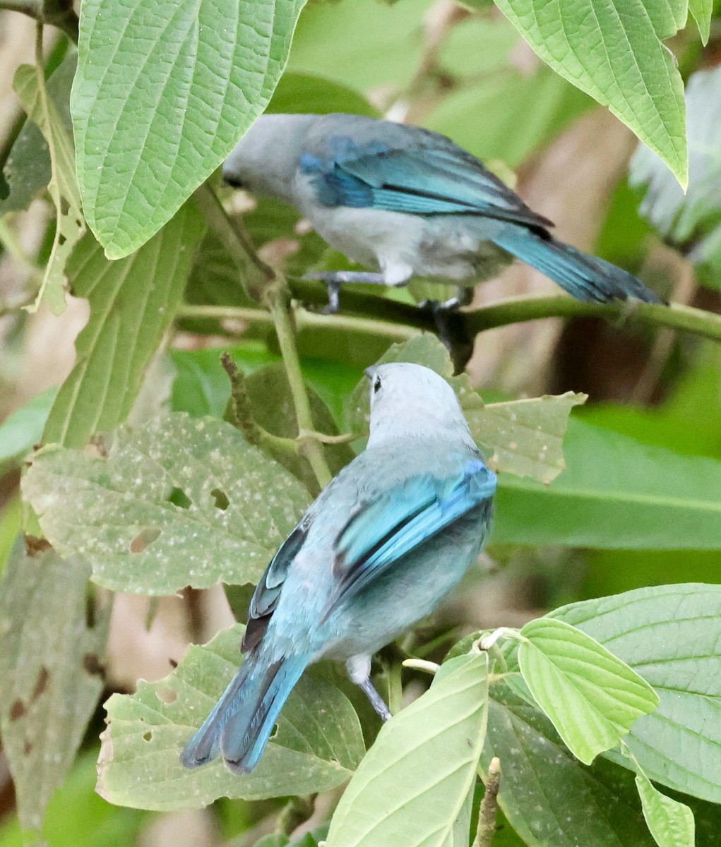 Blue-gray Tanager - ML620259963