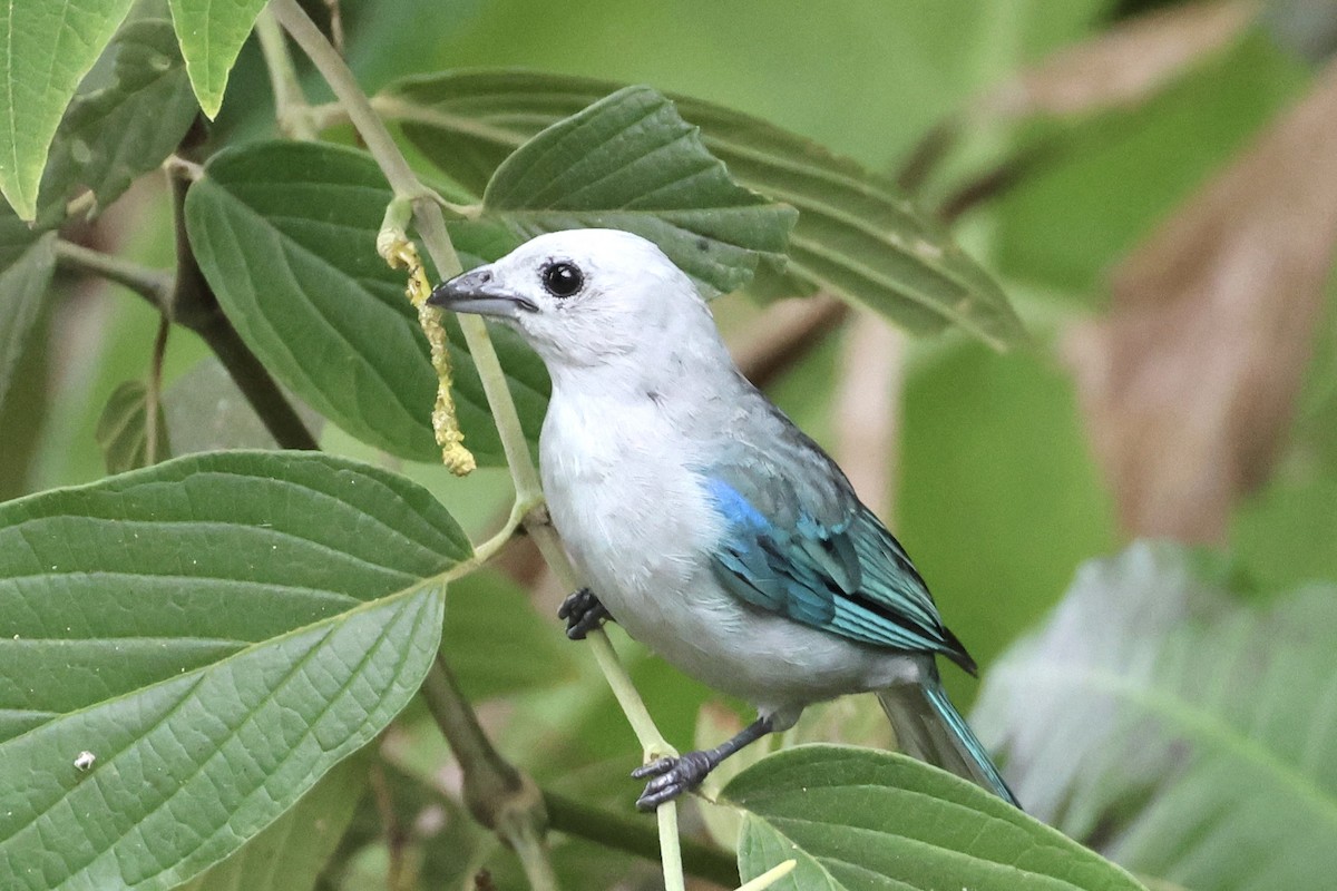 Blue-gray Tanager - ML620259964