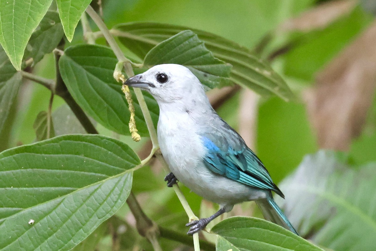 Blue-gray Tanager - ML620259965